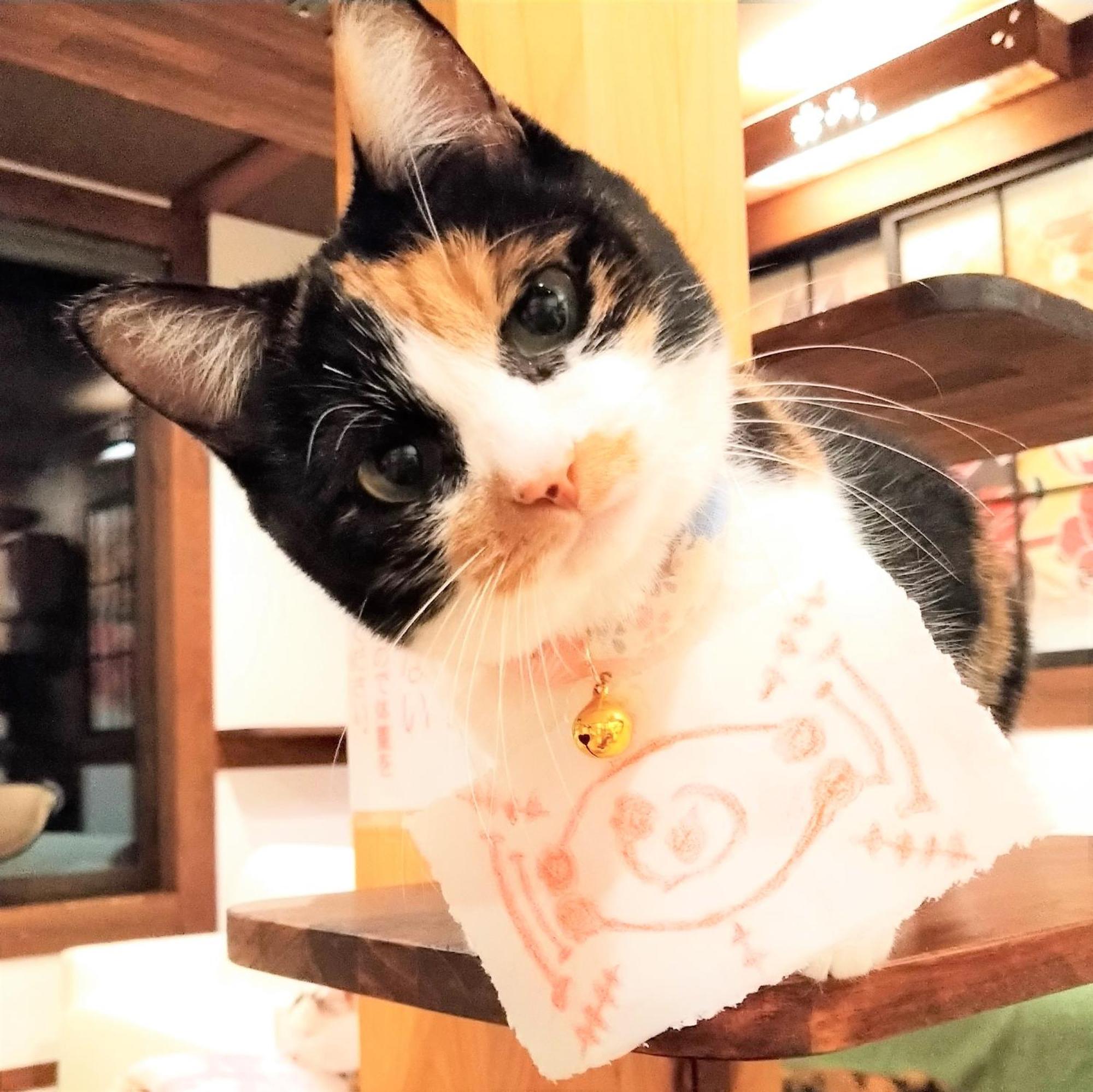 Minamiya 山とねこと遊ぶ宿 みなみ家 Hakuba Exterior photo